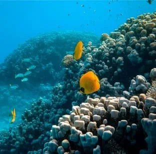 category_1_4-jpg